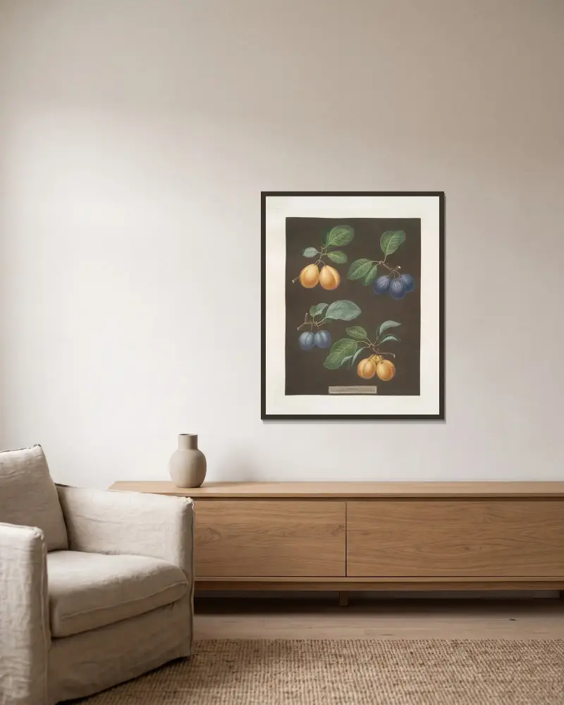 Black, Breda, Brussels and Moor park apricots. av George Brookshaw inramad på en vägg