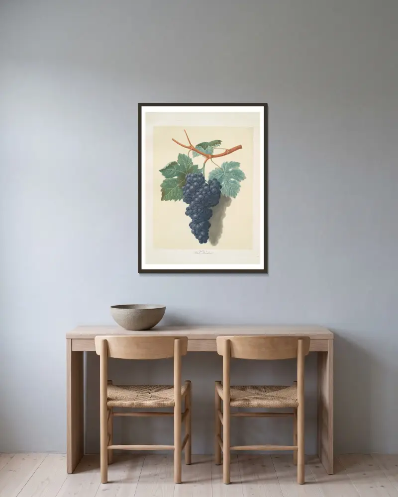 Black muscadine (grapes). av George Brookshaw inramad på en vägg