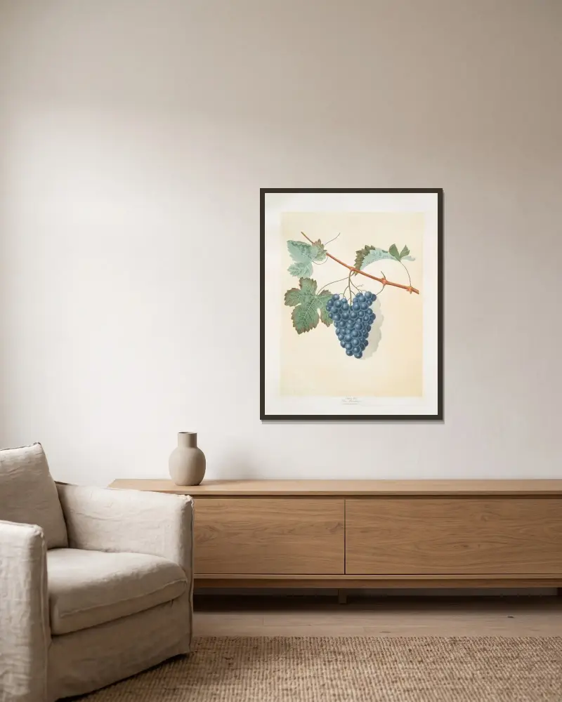 Blå muscadine (vindruvor) av George Brookshaw inramad på en vägg