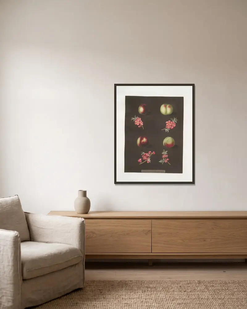 Claremont, Homerton’s white, Ford’s black and the Genoa nectarines. av George Brookshaw inramad på en vägg
