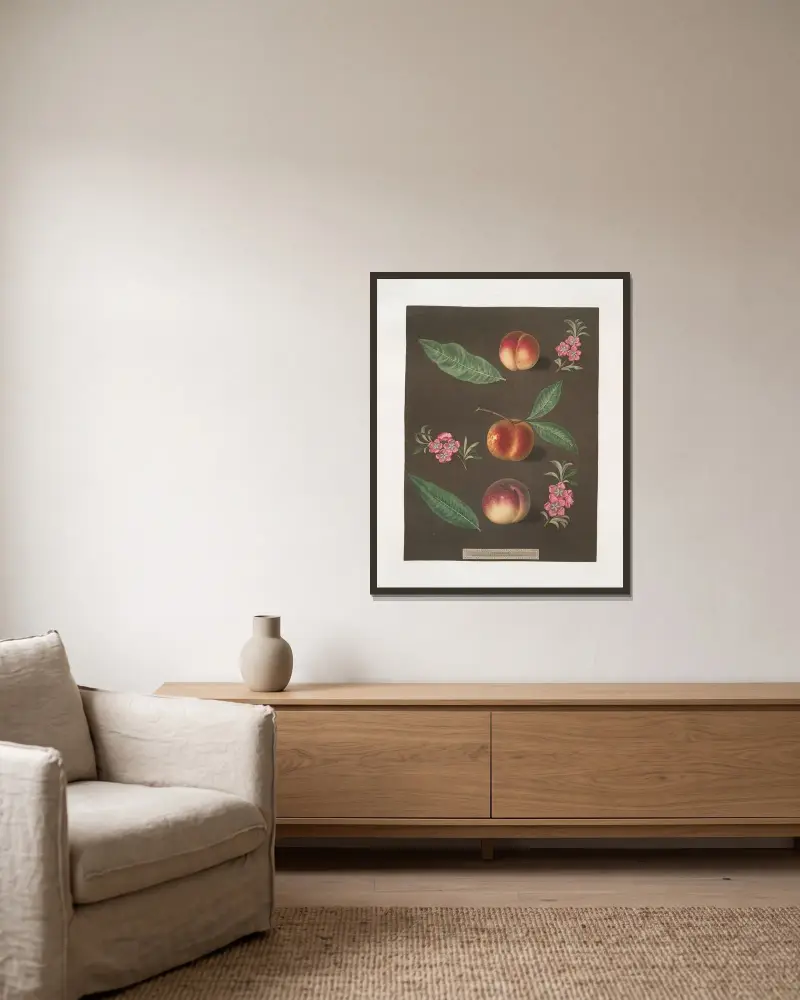 Early Barrington, Buckingham Minion and the Barrington peaches. av George Brookshaw inramad på en vägg
