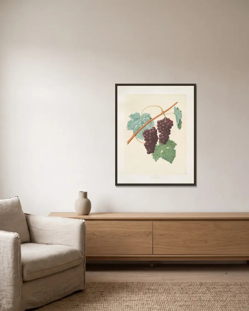 Grizzly frontiniac grape. av George Brookshaw inramad på en vägg