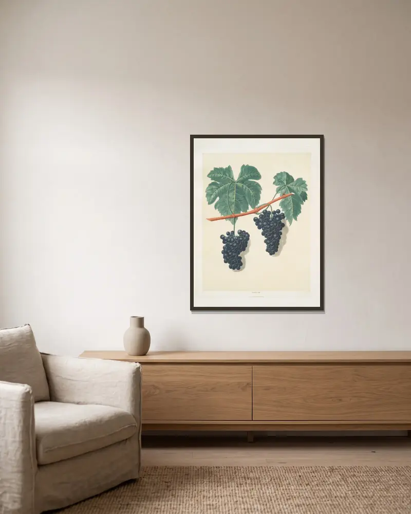Lady Bathurst’s Tokay grapes. av George Brookshaw inramad på en vägg