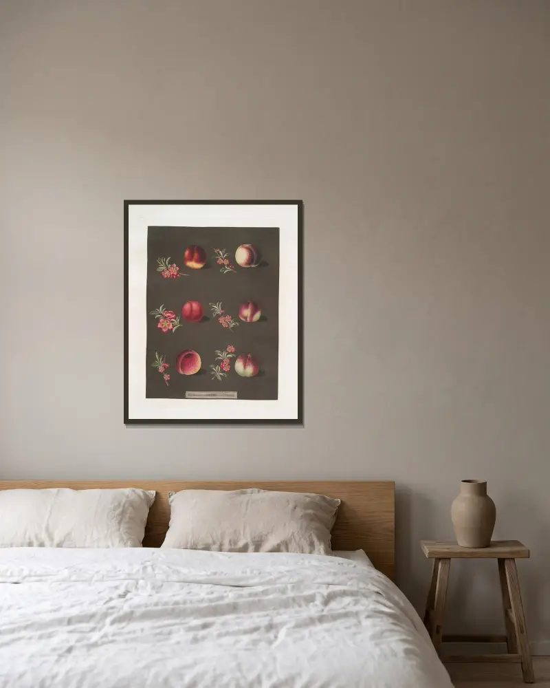 Vermash, Violette Hative, Red Roman, North scarlet, Ell rouge and the Peterborough nectarines. av George Brookshaw inramad på en vägg