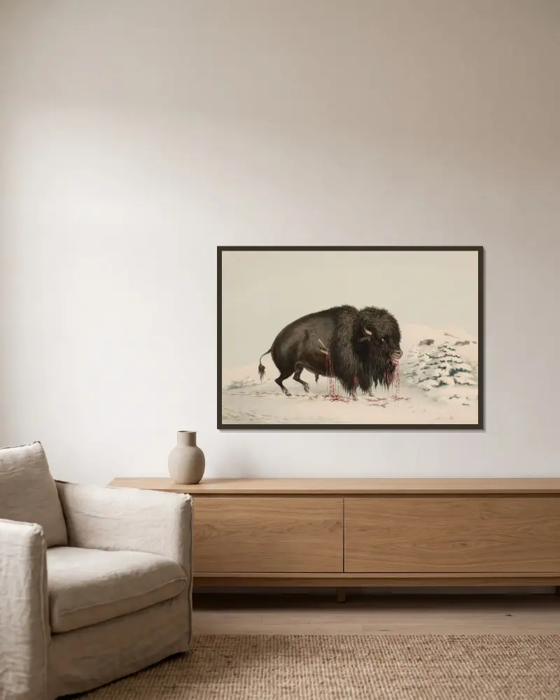 Sårad buffel av George Catlin inramad på en vägg