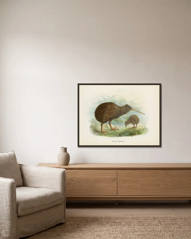 Apteryx mantellii av John Gerrard Keulemans inramad på en vägg