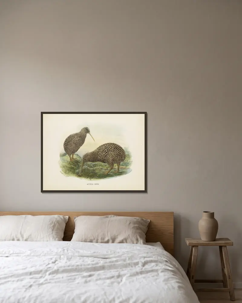 Apteryx oweni von John Gerrard Keulemans gerahmt an einer Wand
