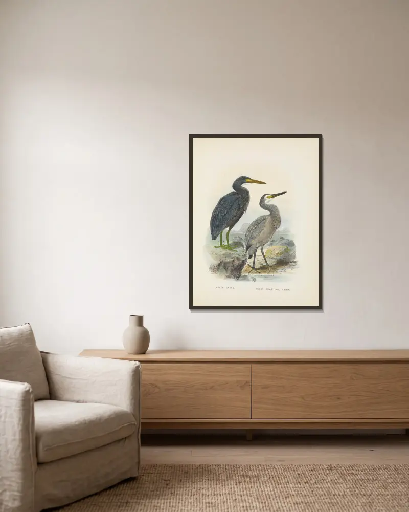 Ardea sacra and Ardea hollandiae av John Gerrard Keulemans inramad på en vägg