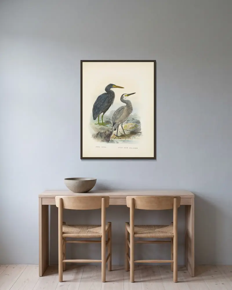 Ardea sacra and Ardea hollandiae av John Gerrard Keulemans inramad på en vägg