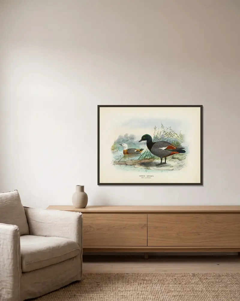 Casarca varigata (samec a samice), John Gerrard Keulemans v rámu na stěně