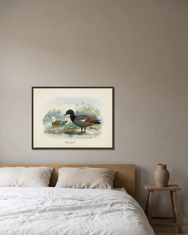 Casarca varigata (samec a samice), John Gerrard Keulemans v rámu na stěně