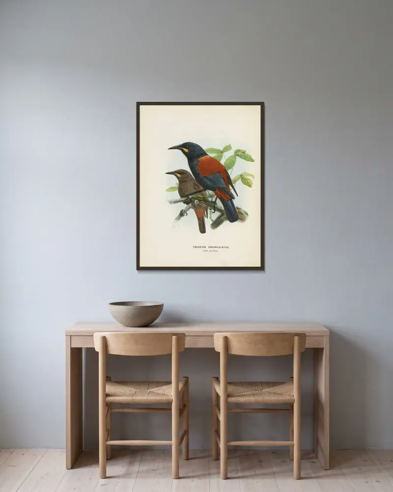 Creadion carnuculatus, John Gerrard Keulemans v rámu na stěně