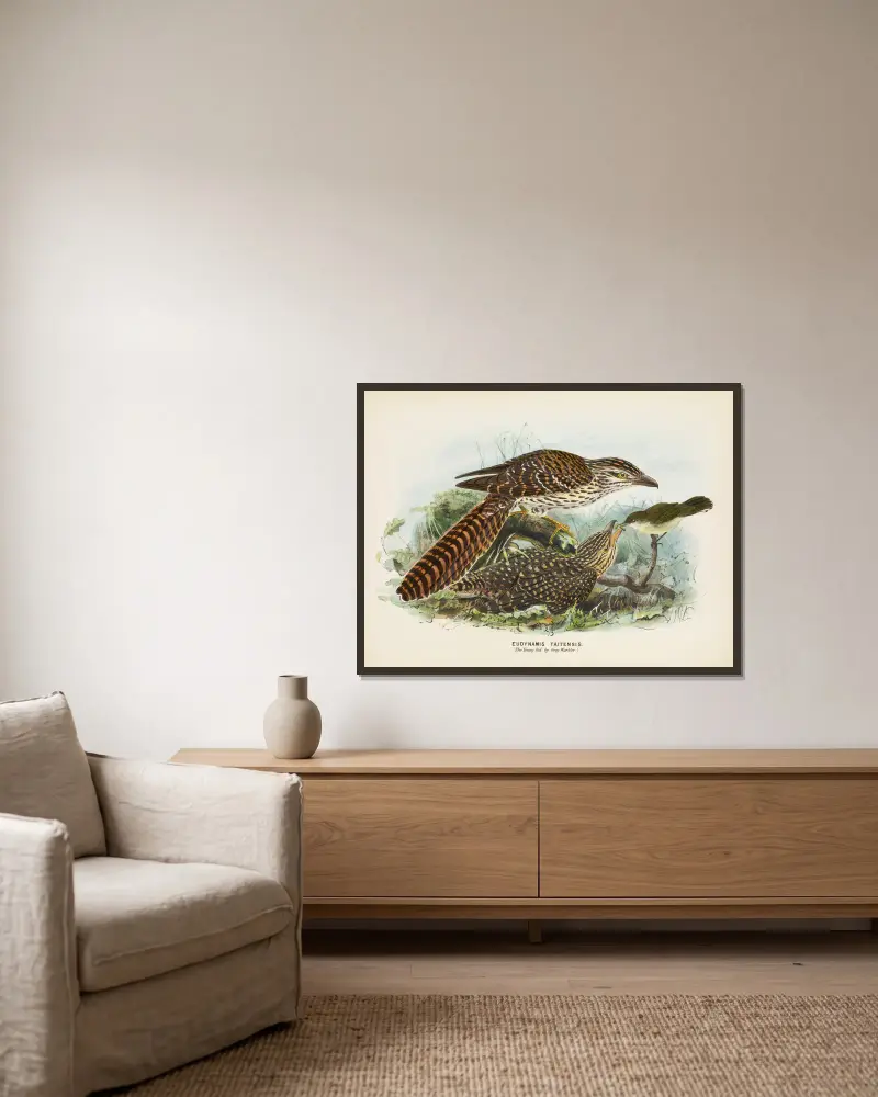 Eudynamis taitensis (Der Jungvogel, gefüttert von einem Grausänger) von John Gerrard Keulemans gerahmt an einer Wand