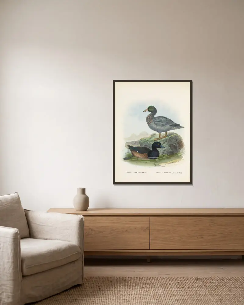 Fuligula novae zealandiae och Hymenolaemus malacorhynchus av John Gerrard Keulemans inramad på en vägg