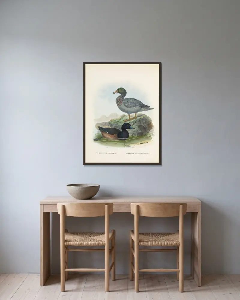 Fuligula novae zealandiae och Hymenolaemus malacorhynchus av John Gerrard Keulemans inramad på en vägg