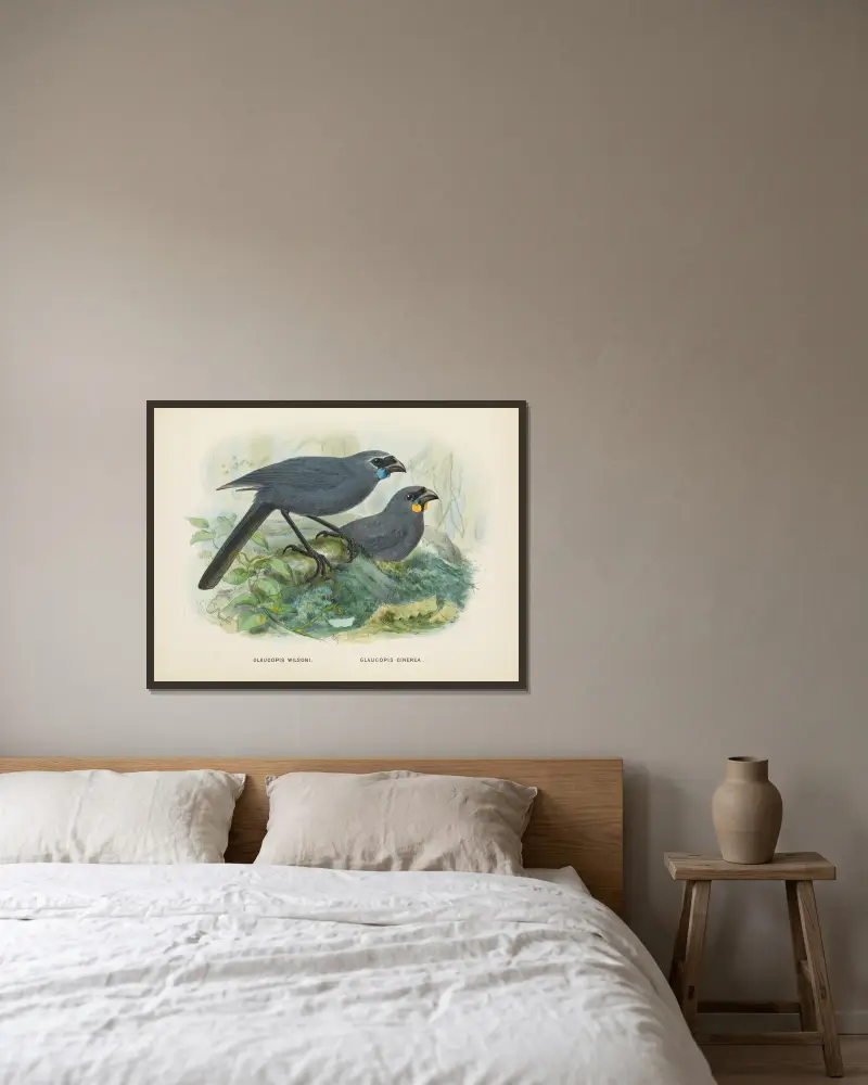 Glaucopis wilsoni and Glaucopis cinerea av John Gerrard Keulemans inramad på en vägg