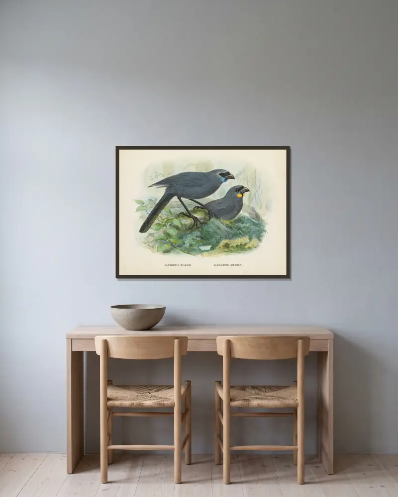 Glaucopis wilsoni and Glaucopis cinerea av John Gerrard Keulemans inramad på en vägg