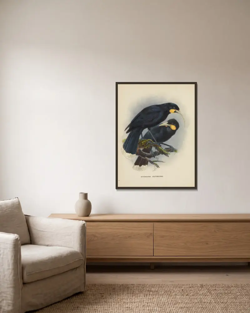 Heteralocha acutirostris von John Gerrard Keulemans gerahmt an einer Wand