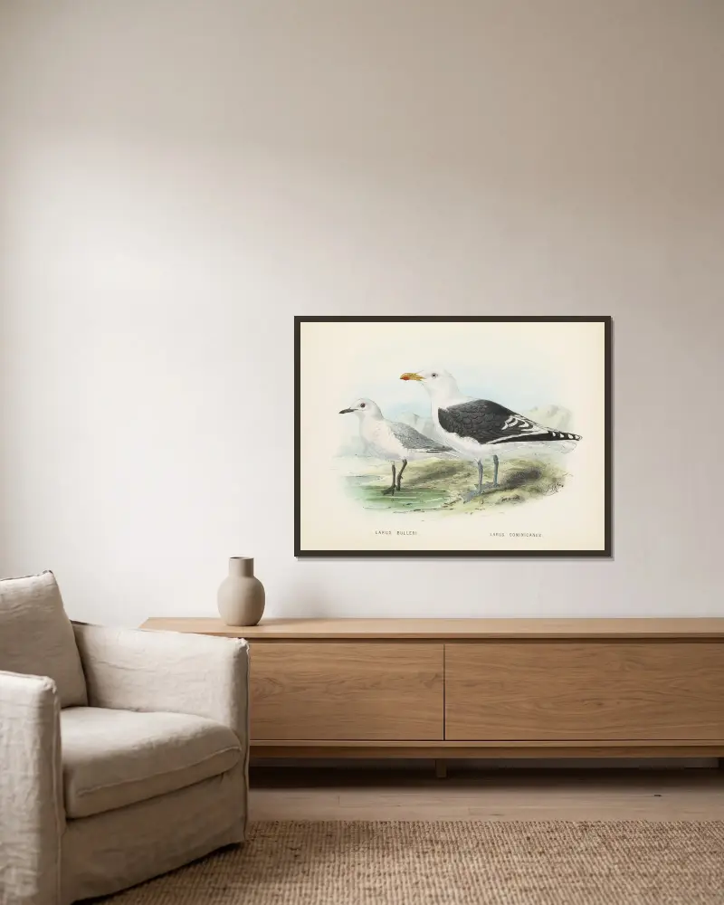 Larus bulleri and Larus dominicanus av John Gerrard Keulemans inramad på en vägg