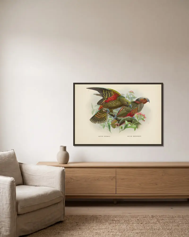 Nestor notabilis and Nestor meridionalis av John Gerrard Keulemans inramad på en vägg