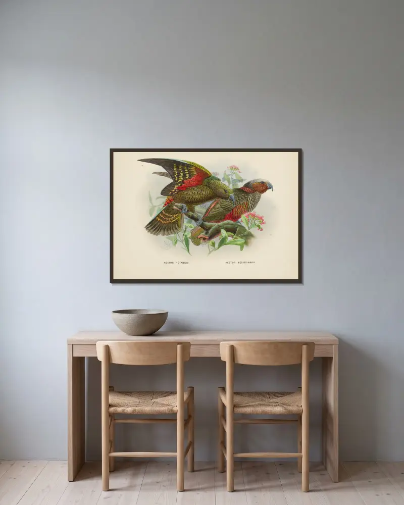 Nestor notabilis and Nestor meridionalis av John Gerrard Keulemans inramad på en vägg