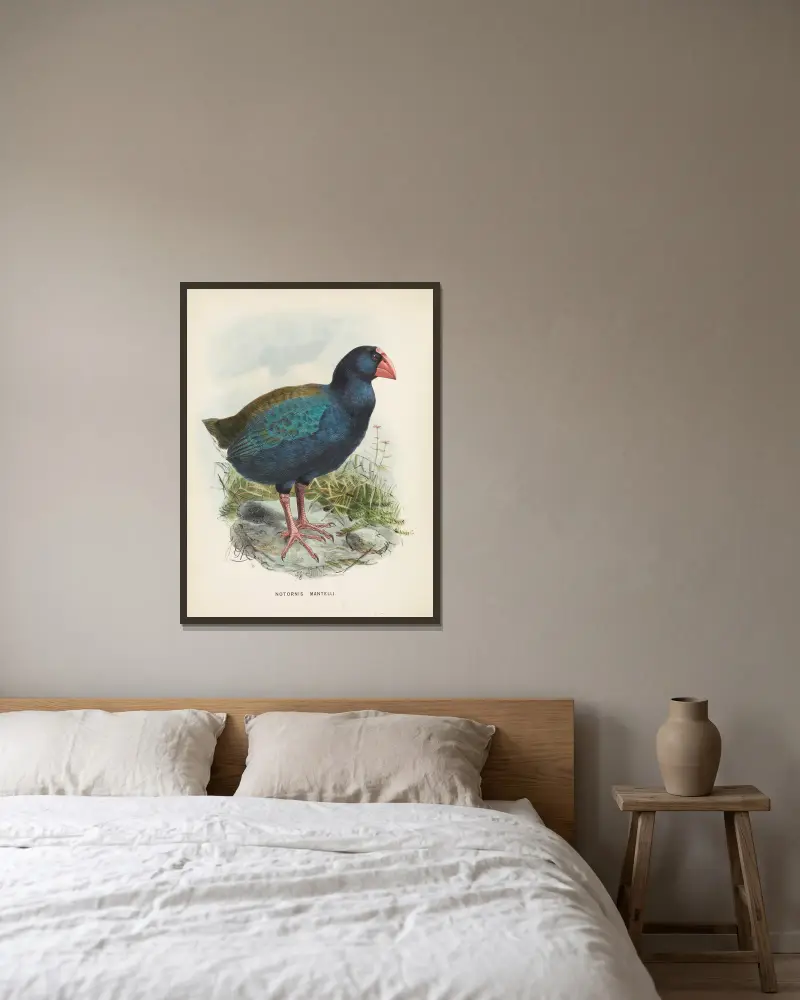 Notornis mantelli von John Gerrard Keulemans gerahmt an einer Wand
