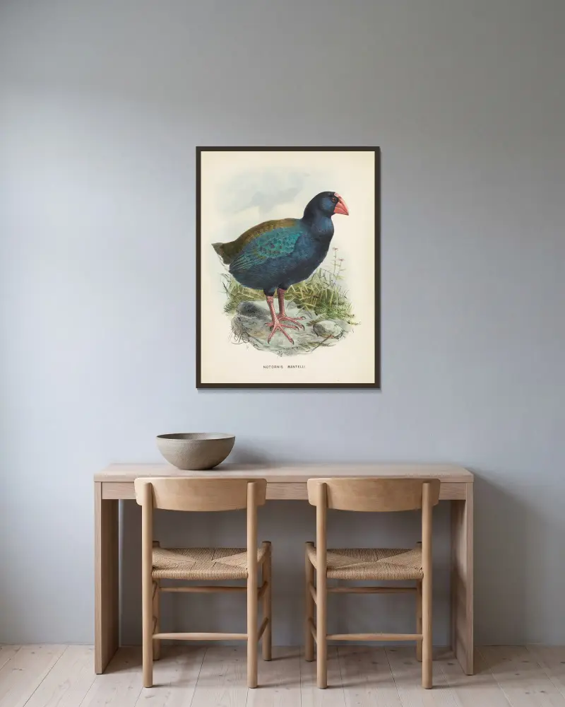 Notornis mantelli von John Gerrard Keulemans gerahmt an einer Wand