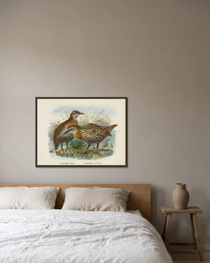 Ocydromus earli och Ocydromus australis av John Gerrard Keulemans inramad på en vägg