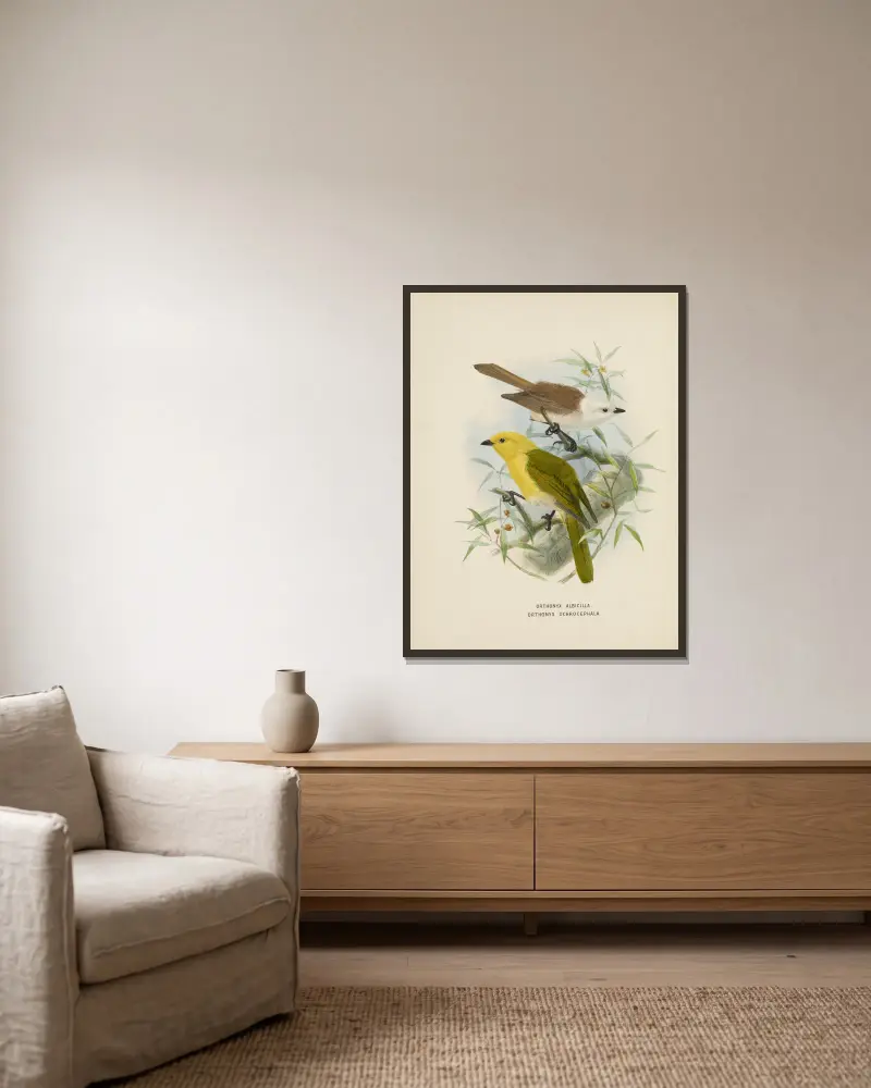Orthonyx albicilla abd Orthonyx ochrocephala av John Gerrard Keulemans inramad på en vägg
