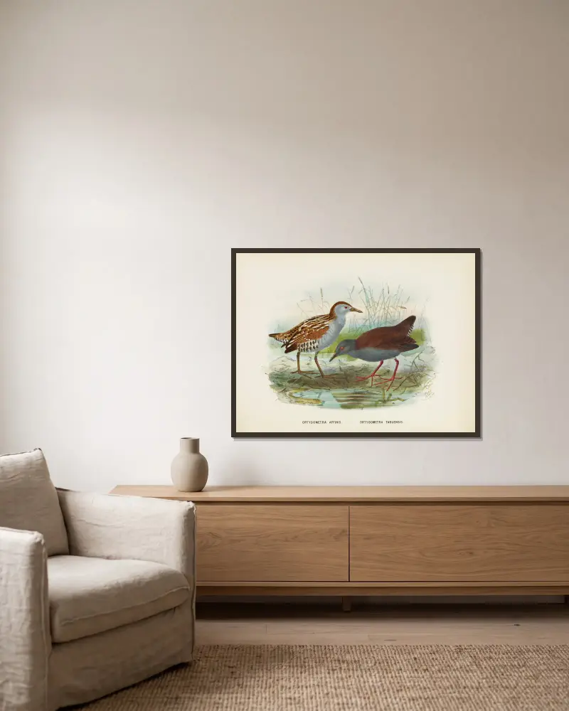 Ortygometra affinis and Ortygometra tabuensis av John Gerrard Keulemans inramad på en vägg