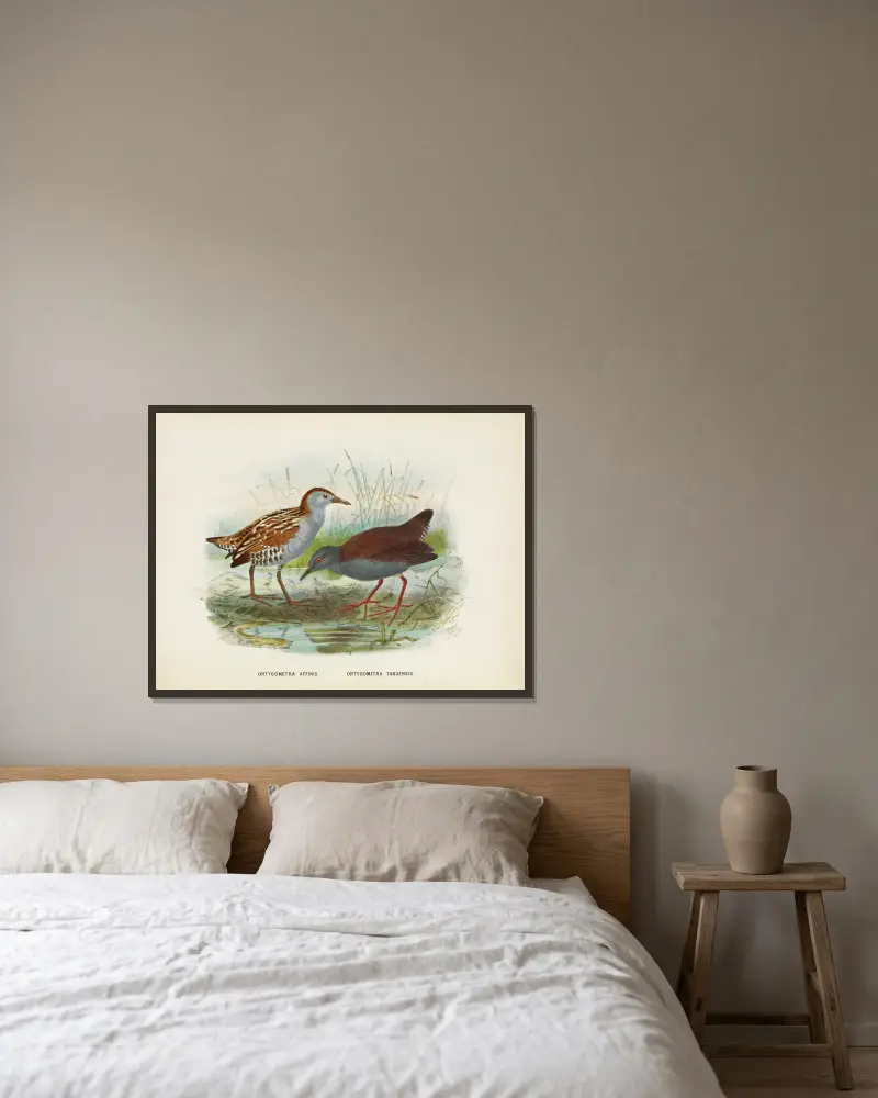 Ortygometra affinis and Ortygometra tabuensis av John Gerrard Keulemans inramad på en vägg
