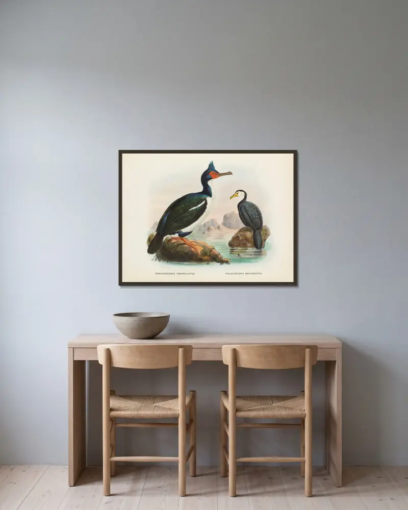 Phalacrocorax carunculatas [onslowi] and Phalacrocorax brevirostris av John Gerrard Keulemans inramad på en vägg