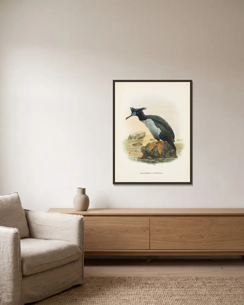 Phalacrocorax featherstoni, John Gerrard Keulemans w ramie na ścianie