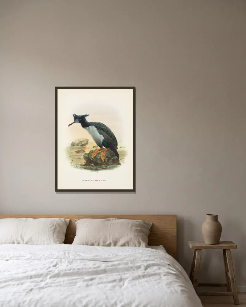Phalacrocorax featherstoni, John Gerrard Keulemans w ramie na ścianie