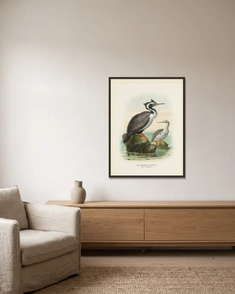 Phalacrocorax punctatus (samec a samice), John Gerrard Keulemans v rámu na stěně