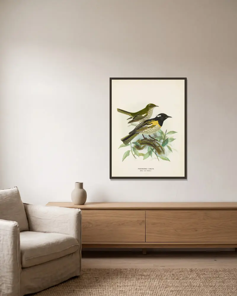 Pogonornis cincta (Männchen und Weibchen) von John Gerrard Keulemans gerahmt an einer Wand