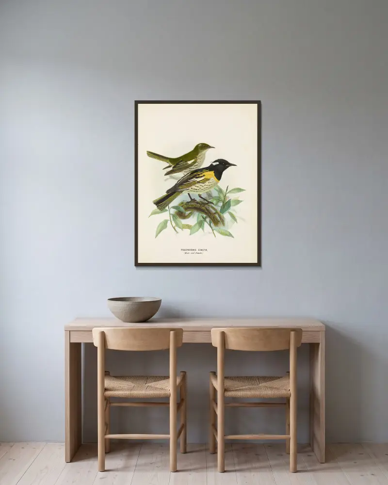 Pogonornis cincta (Männchen und Weibchen) von John Gerrard Keulemans gerahmt an einer Wand