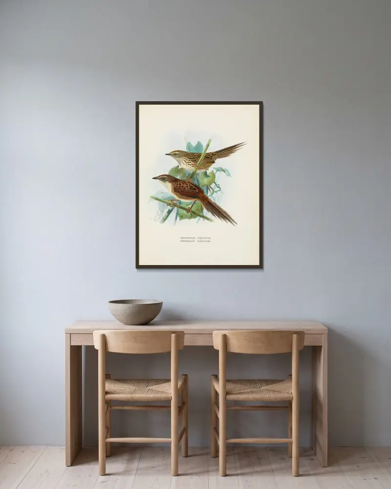 Spenoeacus punctatus und Spenoeacus rufescens von John Gerrard Keulemans gerahmt an einer Wand
