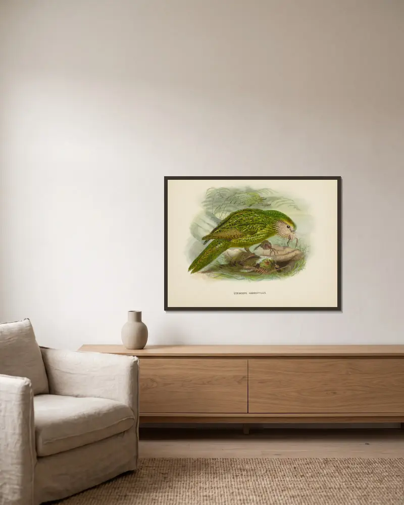 Stringops habroptilus, John Gerrard Keulemans w ramie na ścianie