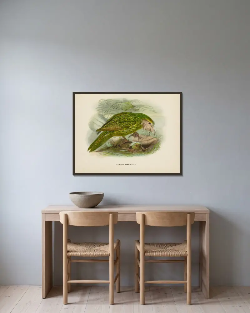 Stringops habroptilus, John Gerrard Keulemans w ramie na ścianie