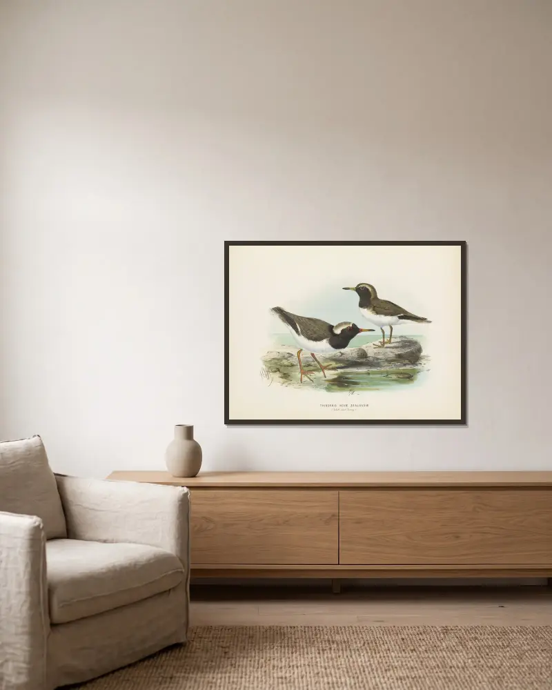 Thinornis nove zealandiae (Adult and Young) av John Gerrard Keulemans inramad på en vägg