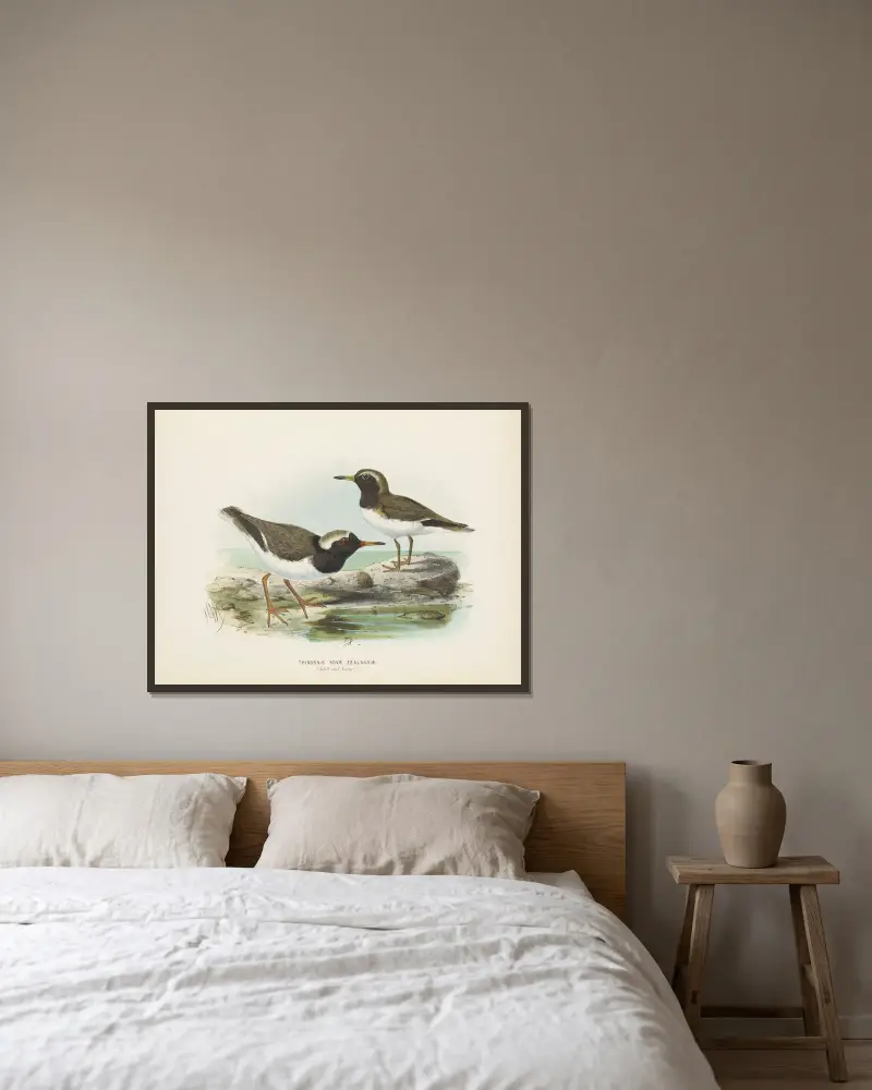 Thinornis nove zealandiae (Adult and Young) av John Gerrard Keulemans inramad på en vägg