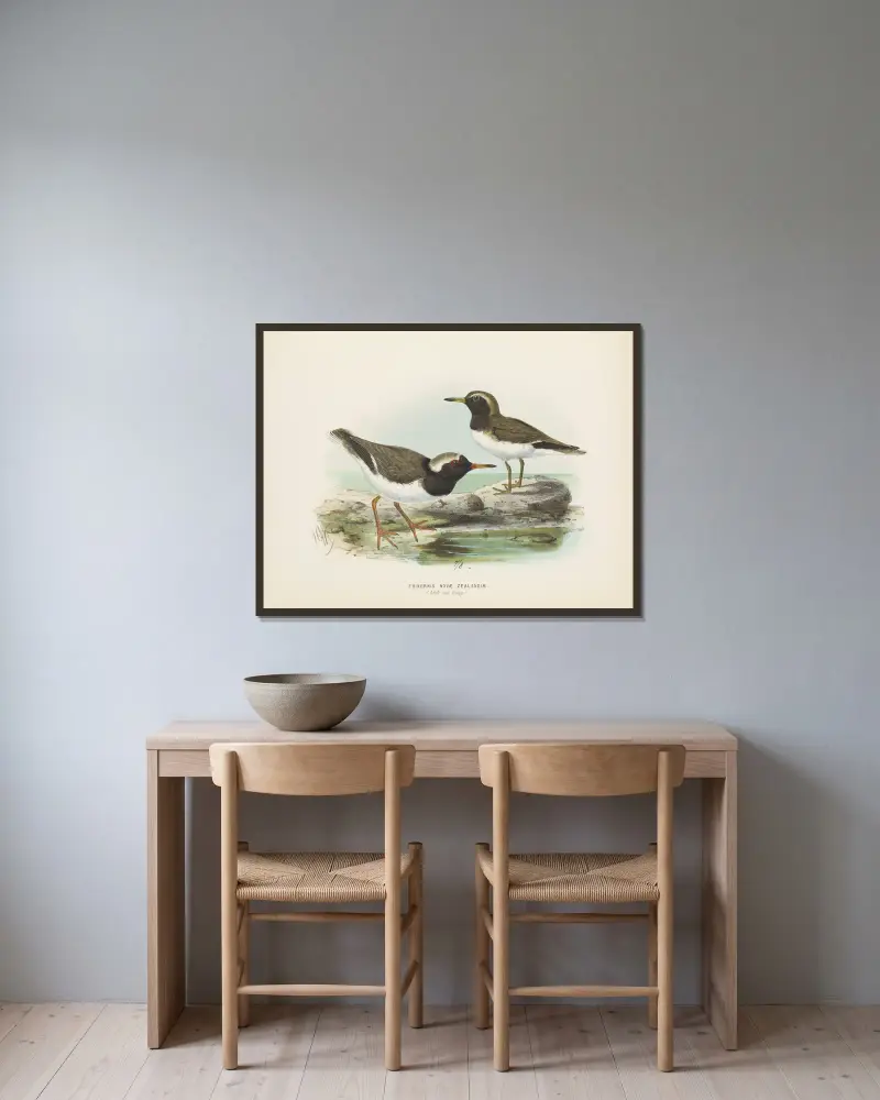 Thinornis nove zealandiae (Adult and Young) av John Gerrard Keulemans inramad på en vägg