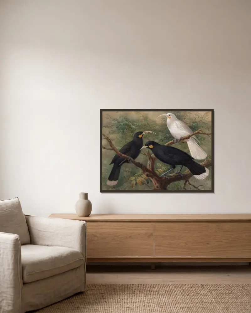 Tre huia (Heteralocha acutirostris) av John Gerrard Keulemans inramad på en vägg