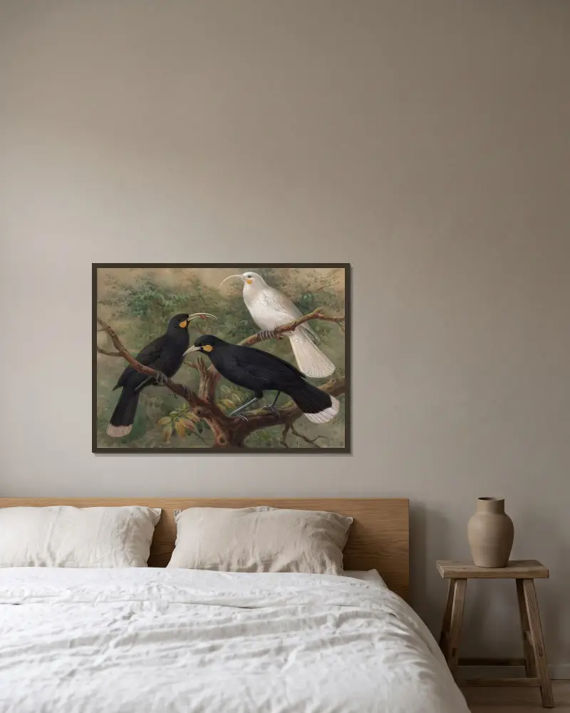 Tre huia (Heteralocha acutirostris) av John Gerrard Keulemans inramad på en vägg