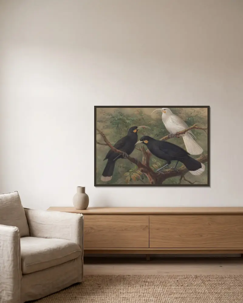 Trzy huie (Heteralocha acutirostris), John Gerrard Keulemans w ramie na ścianie