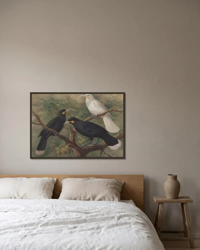 Trzy huie (Heteralocha acutirostris), John Gerrard Keulemans w ramie na ścianie