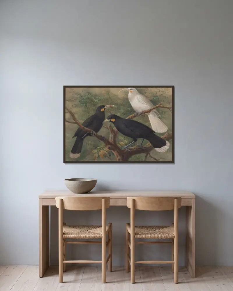 Trzy huie (Heteralocha acutirostris), John Gerrard Keulemans w ramie na ścianie