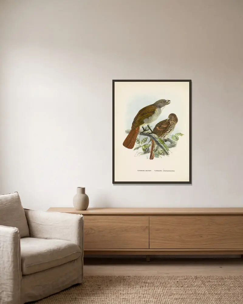Turnagra hectori and Turnagra crassirostris av John Gerrard Keulemans inramad på en vägg