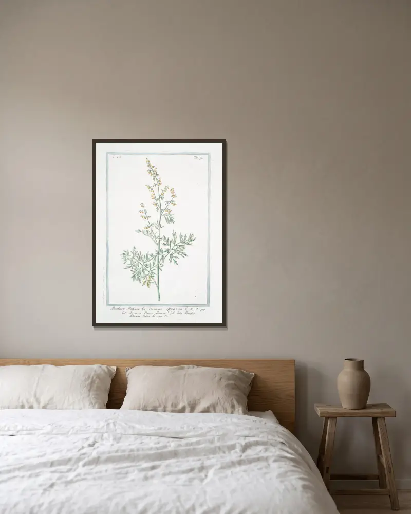 Absinthium Ponticum, seu Romanum officinarum – Ascenzo Pontico Romano – Absinthe Artemisia Pontica Lin. Spec. Pl. (Römischer Wermut) von Giorgio Bonelli gerahmt an einer Wand